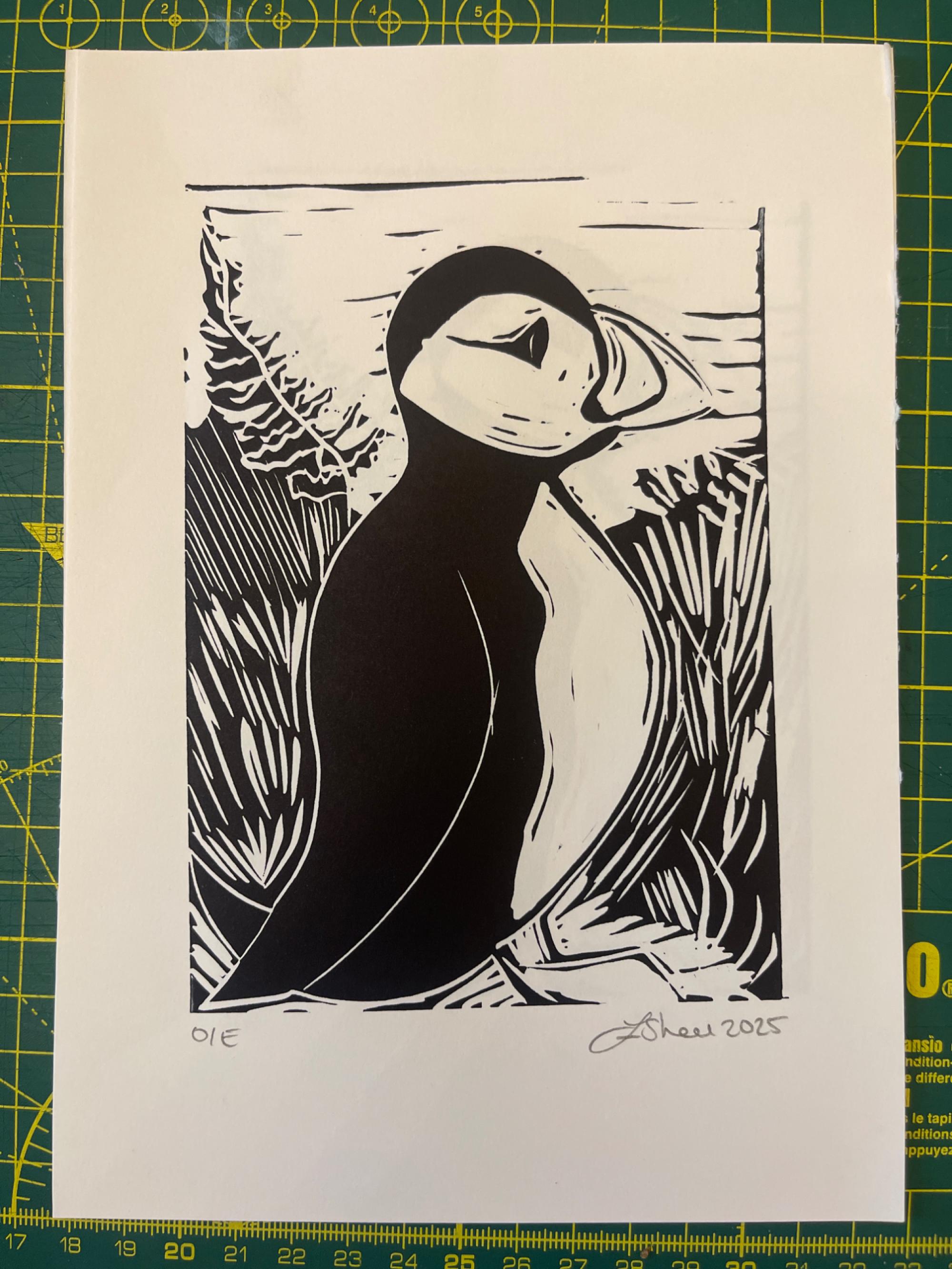 Black and white Puffin